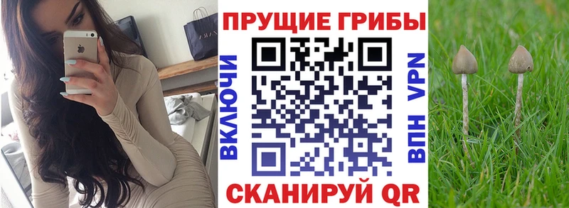 Купить закладки  Любим  Псилоцибиновые грибы MAGIC MUSHROOMS 